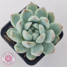 Load image into Gallery viewer, Echeveria Alba Beauty (multi)