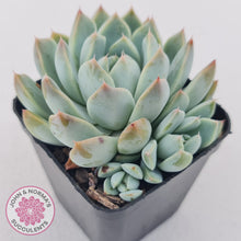 Load image into Gallery viewer, Echeveria Alba Beauty (multi)