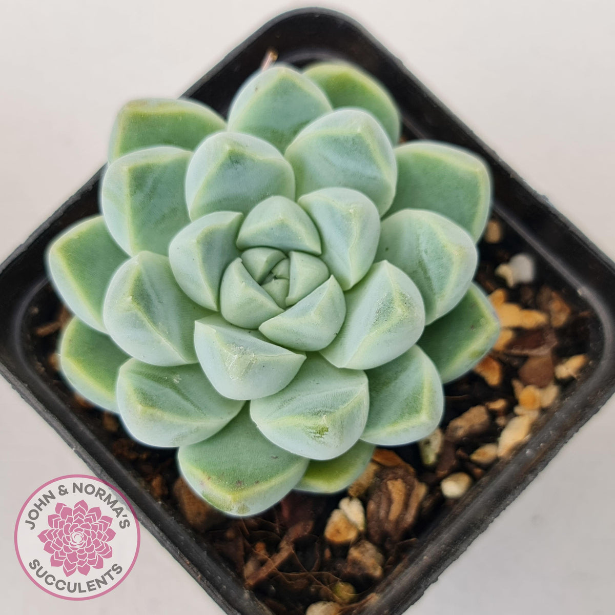 Echeveria elegans 'Alba'