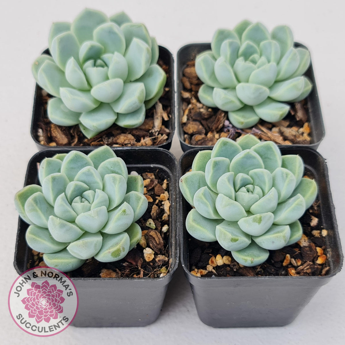 Echeveria elegans 'Alba'