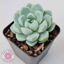 Load image into Gallery viewer, Echeveria Elegans Alba - John & Norma's Succulents Australia
