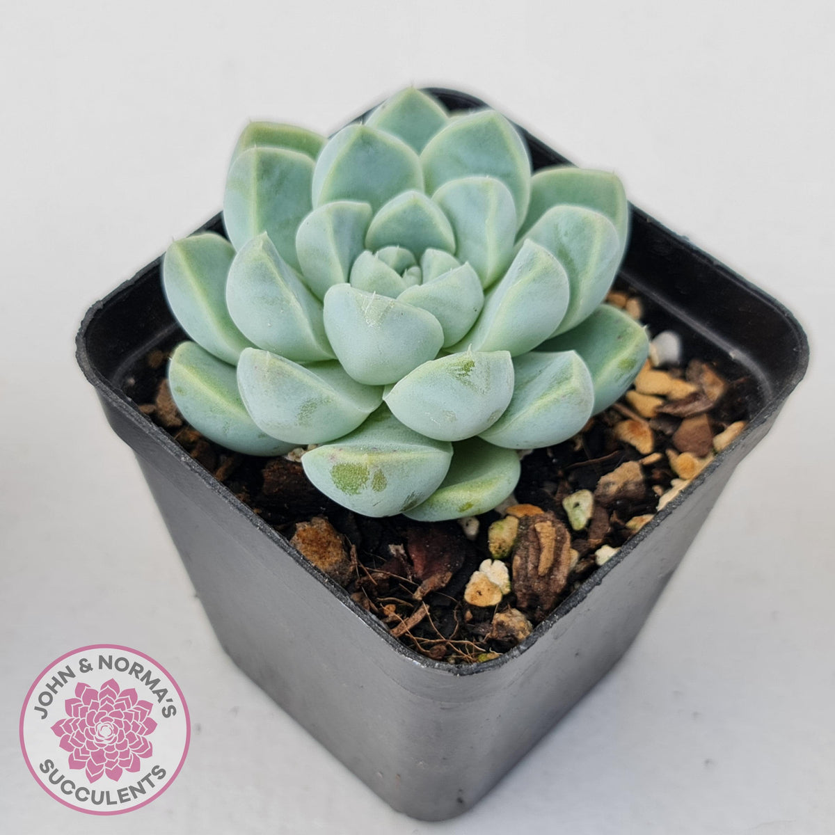 Echeveria elegans 'Alba'
