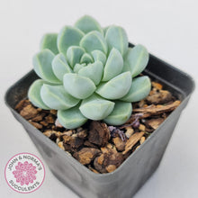 Load image into Gallery viewer, Echeveria Elegans Alba - John & Norma's Succulents Australia