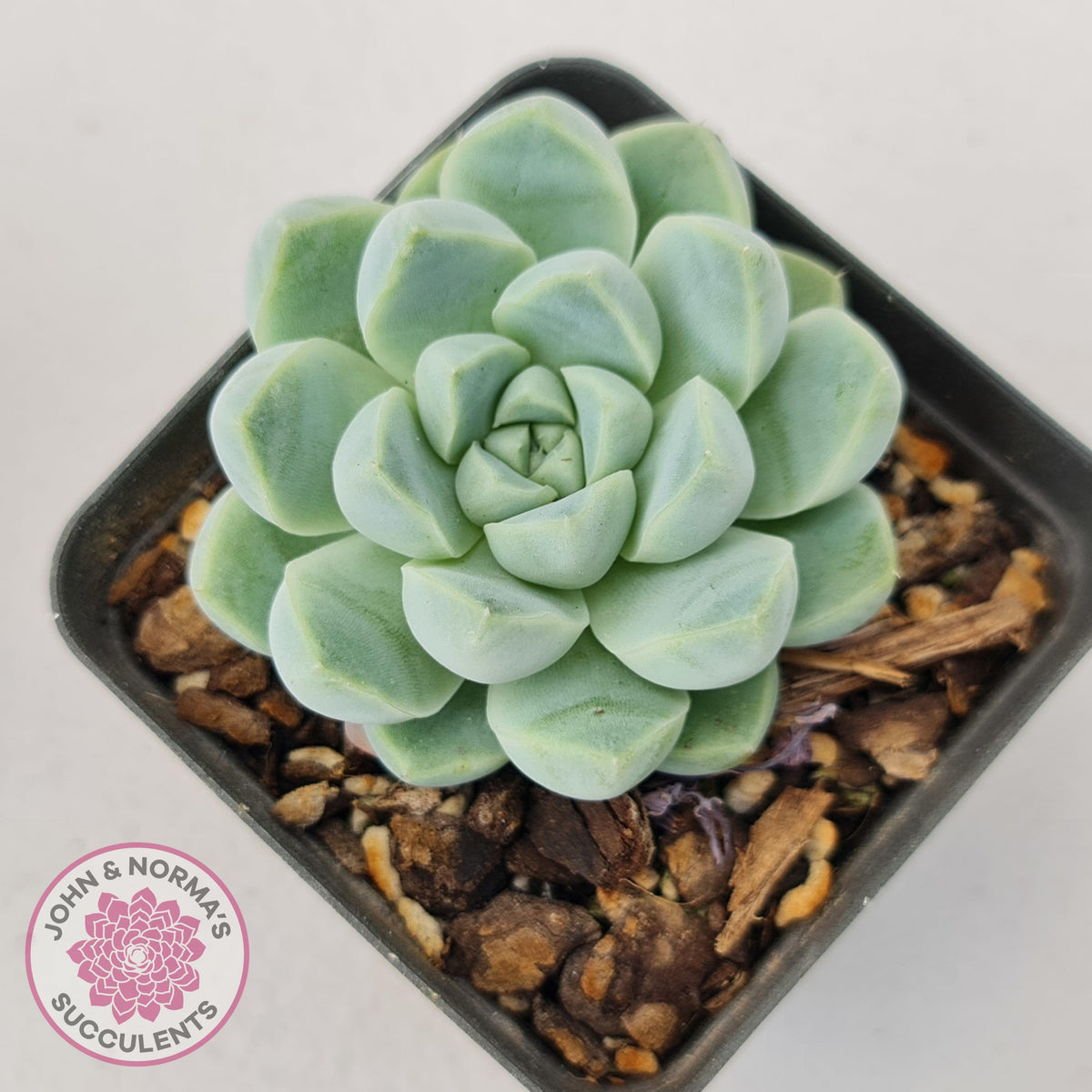 Echeveria elegans 'Alba'