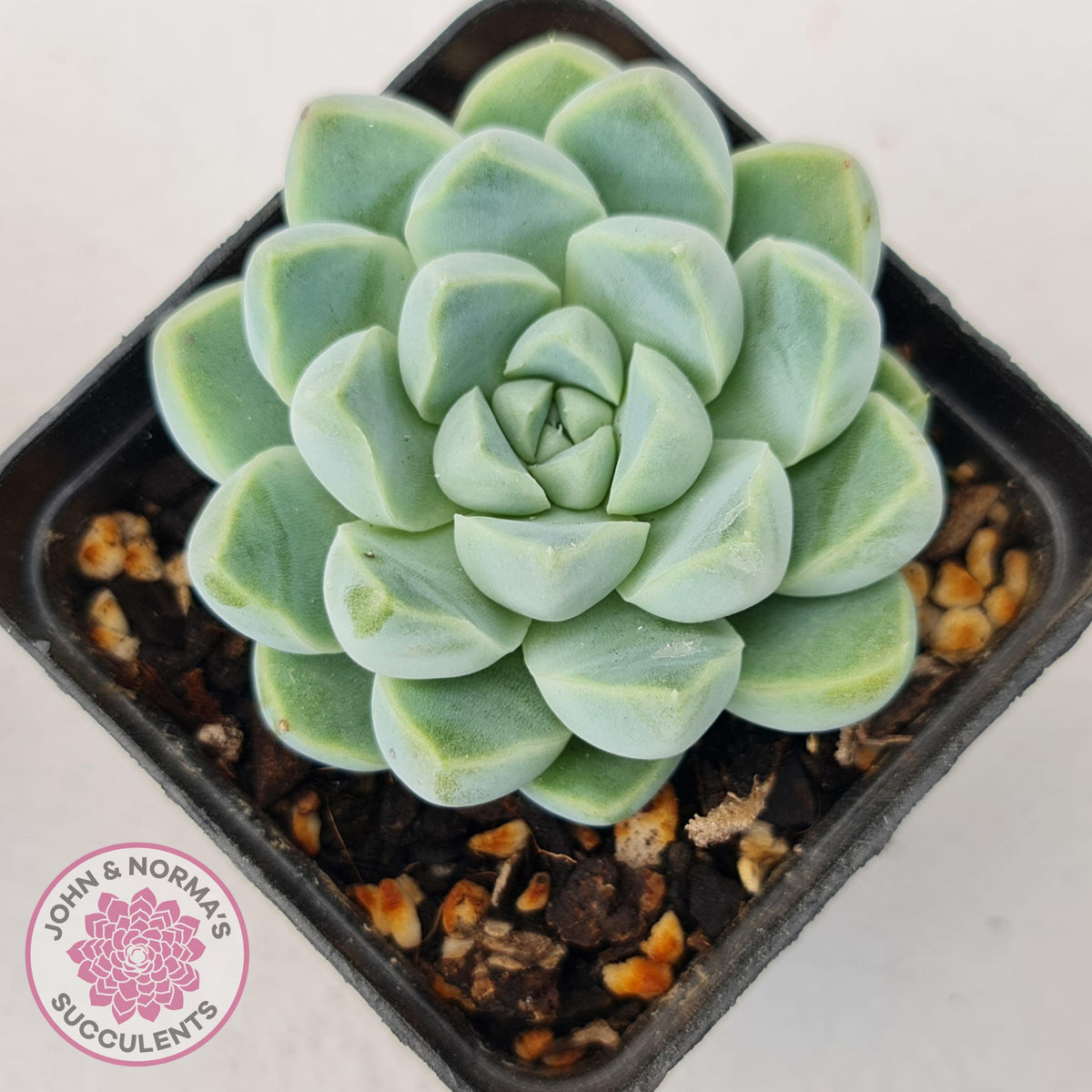 Echeveria elegans 'Alba'
