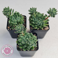 Load image into Gallery viewer, Echeveria 'Andoran Party Girl'