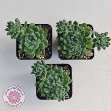 Load image into Gallery viewer, Echeveria 'Andoran Party Girl'
