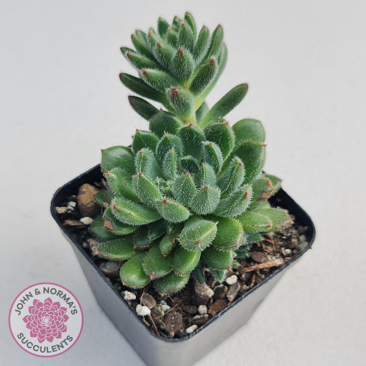 Echeveria 'Andoran Party Girl'