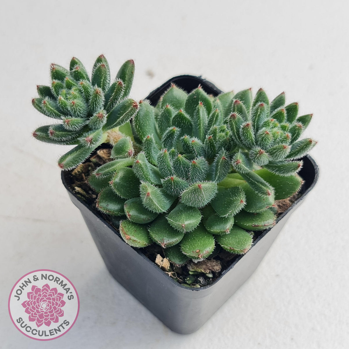 Echeveria 'Andoran Party Girl'