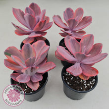 Load image into Gallery viewer, Echeveria Angel Wings Variegated - John & Norma's Succulents