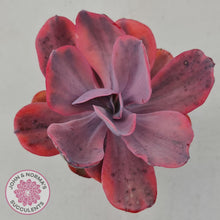 Load image into Gallery viewer, Echeveria Angel Wings Variegated - John & Norma's Succulents