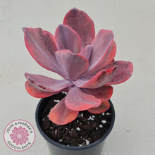 Load image into Gallery viewer, Echeveria Angel Wings Variegated - John & Norma's Succulents