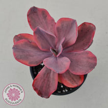 Load image into Gallery viewer, Echeveria Angel Wings Variegated - John & Norma's Succulents