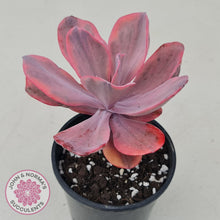 Load image into Gallery viewer, Echeveria Angel Wings Variegated - John & Norma's Succulents