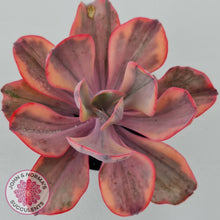 Load image into Gallery viewer, Echeveria Angel Wings Variegated