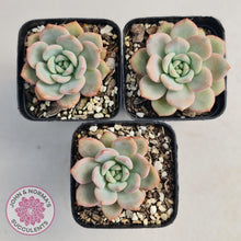 Load image into Gallery viewer, Echeveria Ariel - John & Norma's Succulents
