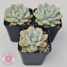 Load image into Gallery viewer, Echeveria Ariel - John & Norma's Succulents