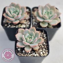 Load image into Gallery viewer, Echeveria Ariel - John & Norma's Succulents
