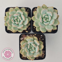 Load image into Gallery viewer, Echeveria Ariel - John & Norma's Succulents