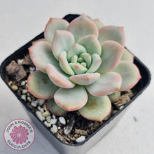 Load image into Gallery viewer, Echeveria Ariel - John & Norma's Succulents