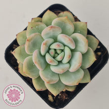 Load image into Gallery viewer, Echeveria Ariel - John & Norma's Succulents