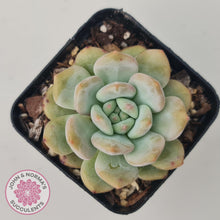 Load image into Gallery viewer, Echeveria Ariel - John & Norma's Succulents