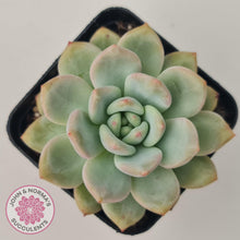Load image into Gallery viewer, Echeveria Ariel - John & Norma's Succulents