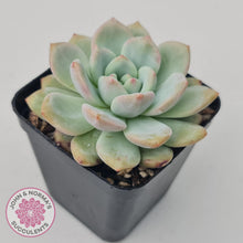 Load image into Gallery viewer, Echeveria Ariel - John & Norma's Succulents