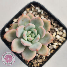Load image into Gallery viewer, Echeveria Ariel - John & Norma's Succulents