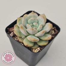 Load image into Gallery viewer, Echeveria Ariel - John & Norma's Succulents