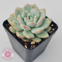 Load image into Gallery viewer, Echeveria Ariel - John & Norma's Succulents