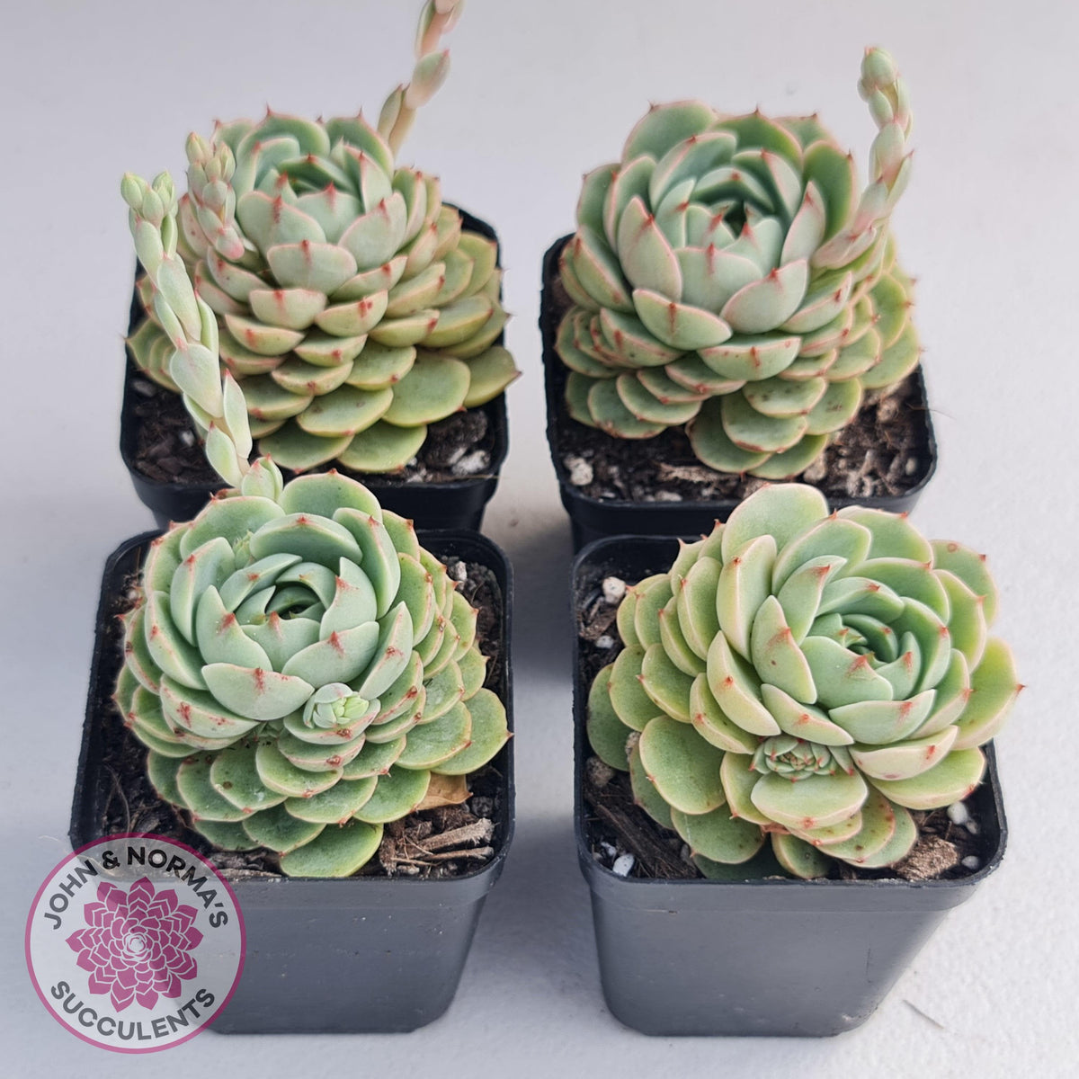 Echeveria Ben Badis