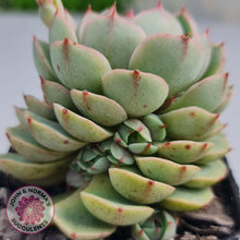 Load image into Gallery viewer, Echeveria Ben Badis - John & Norma's Succulents