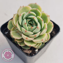 Load image into Gallery viewer, Echeveria Ben Badis - John & Norma's Succulents