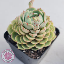 Load image into Gallery viewer, Echeveria Ben Badis - John & Norma's Succulents