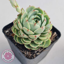 Load image into Gallery viewer, Echeveria Ben Badis - John & Norma's Succulents