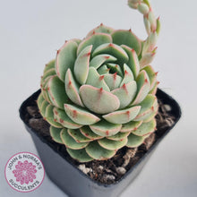 Load image into Gallery viewer, Echeveria Ben Badis - John & Norma's Succulents
