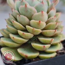 Load image into Gallery viewer, Echeveria Ben Badis - John & Norma's Succulents