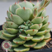 Load image into Gallery viewer, Echeveria Ben Badis - John & Norma's Succulents