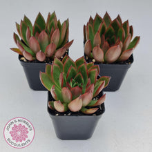 Load image into Gallery viewer, Echeveria Benimusume - John & Norma's Succulents