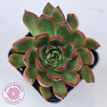 Load image into Gallery viewer, Echeveria Benimusume - John & Norma's Succulents