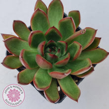 Load image into Gallery viewer, Echeveria Benimusume - John & Norma's Succulents
