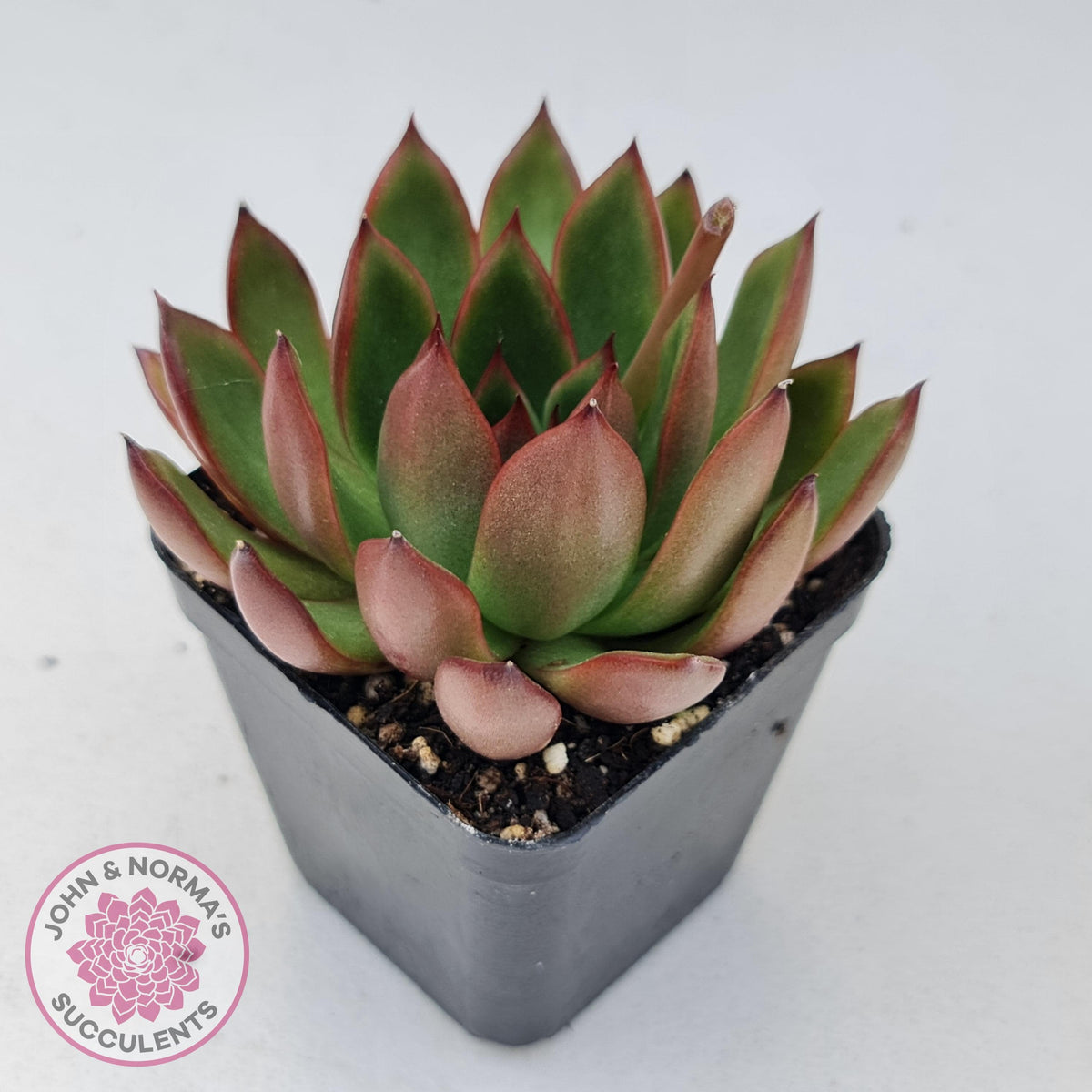 Echeveria Benimusume