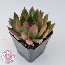 Load image into Gallery viewer, Echeveria Benimusume - John & Norma's Succulents