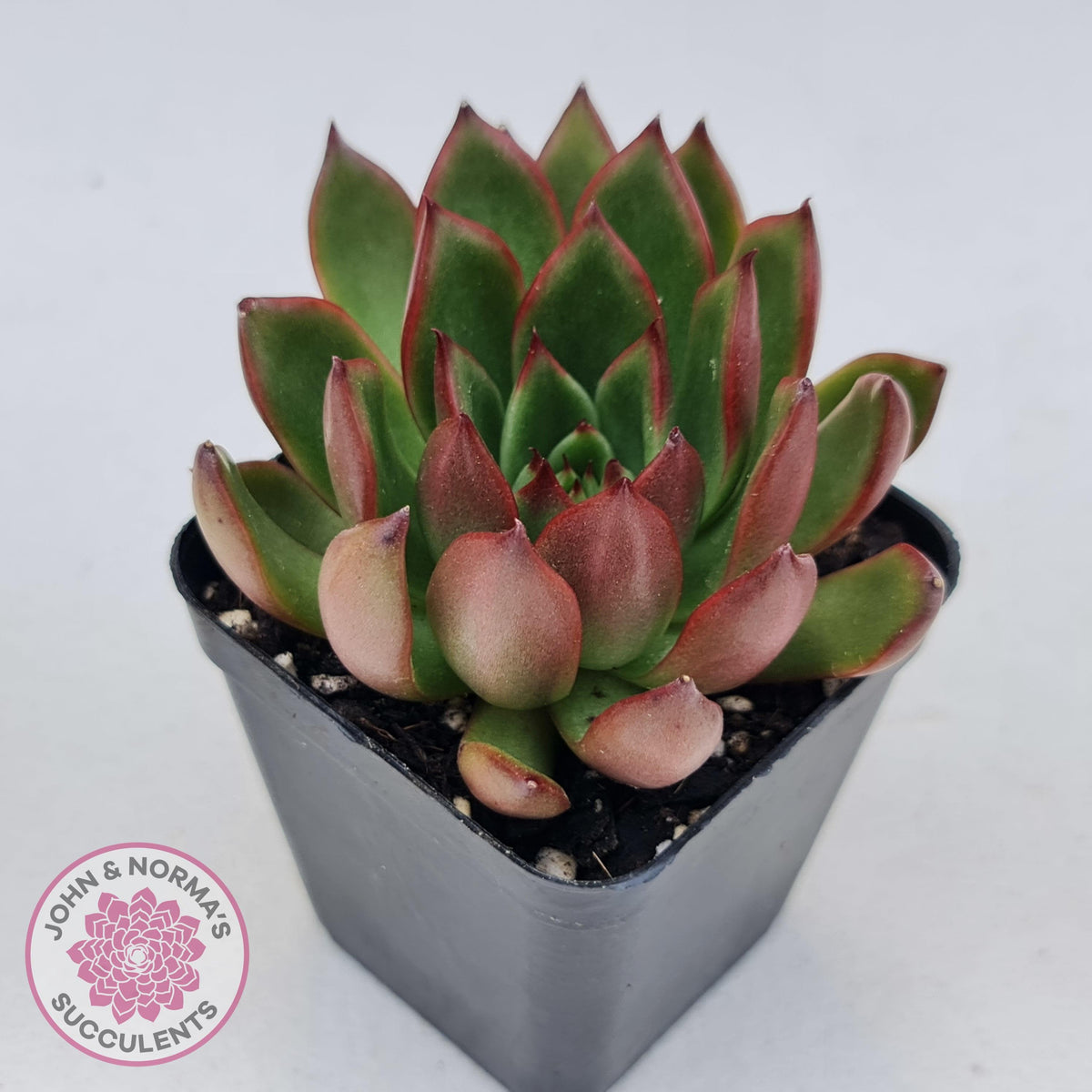 Echeveria Benimusume