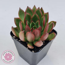Load image into Gallery viewer, Echeveria Benimusume - John & Norma's Succulents