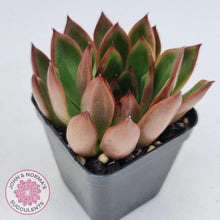 Load image into Gallery viewer, Echeveria Benimusume - John & Norma's Succulents