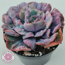 Load image into Gallery viewer, Echeveria Beyonce Rainbow Variegated (Lg)