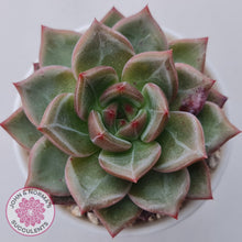 Load image into Gallery viewer, Echeveria 'Bloody Champagne' - John & Norma's Succulents Australia
