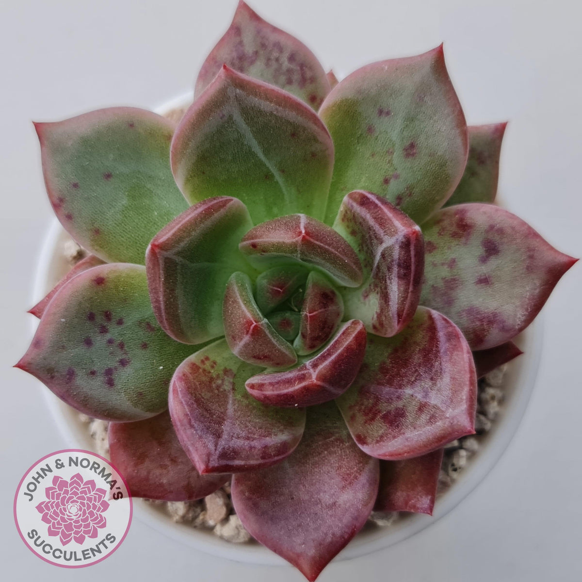 Echeveria 'Bloody Champagne'